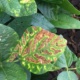 Soybean