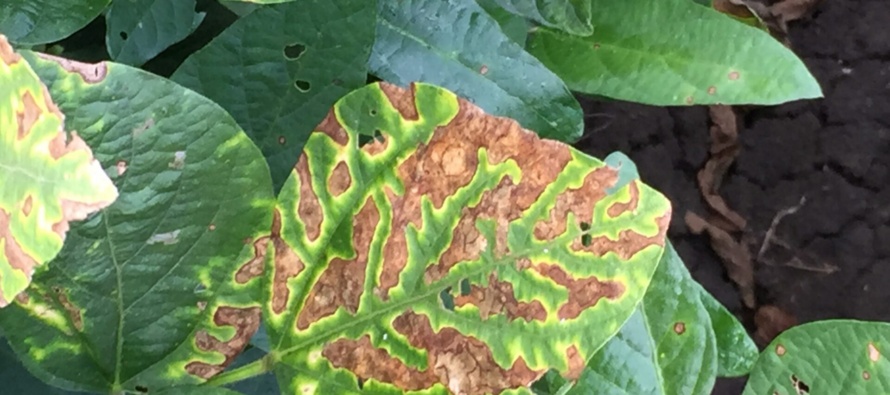 Fungicide Phytotoxicity and Soybean Response to Fungicide Products that Cause Phytotoxicity