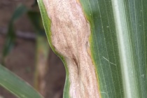 Corn Disease Update: July 4, 2026