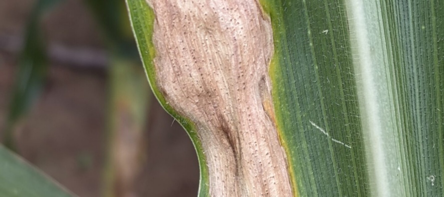 Corn Disease Update: July 4, 2026
