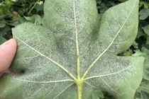 Update: Whiteflies in Mississippi Cotton – July 31, 2026