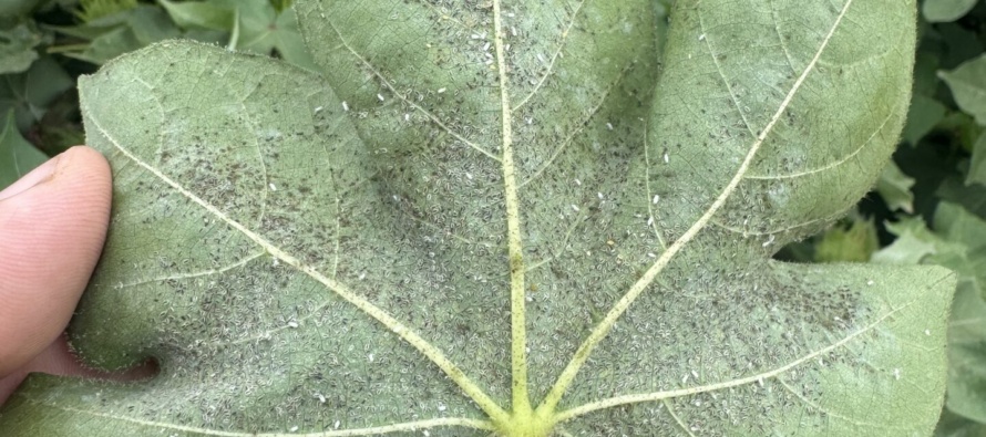 Update: Whiteflies in Mississippi Cotton – July 31, 2026