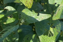 Does Time of Day Affect Stink Bug Scouting in Soybeans?