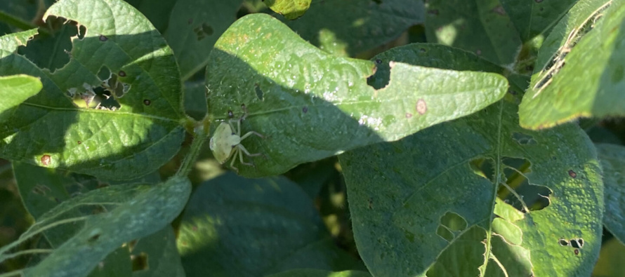 Does Time of Day Affect Stink Bug Scouting in Soybeans?