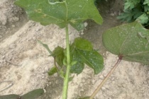 Whiteflies in Cotton – July 24th, 2026