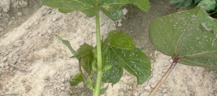 Whiteflies in Cotton – July 24th, 2026