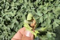 Bollworm Situation in Bt Cotton – August 1, 2026