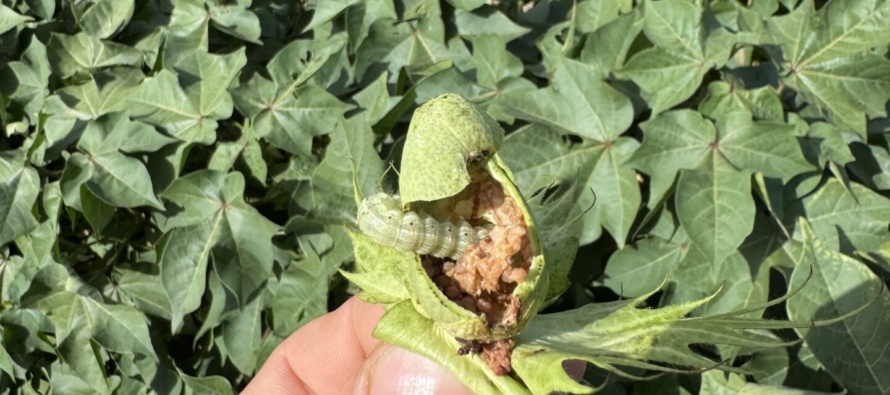 Bollworm Situation in Bt Cotton – August 1, 2026