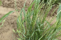 Italian Ryegrass Identification Guide