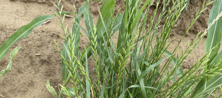 Italian Ryegrass Identification Guide
