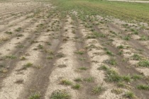 Management of Italian Ryegrass in Mississippi