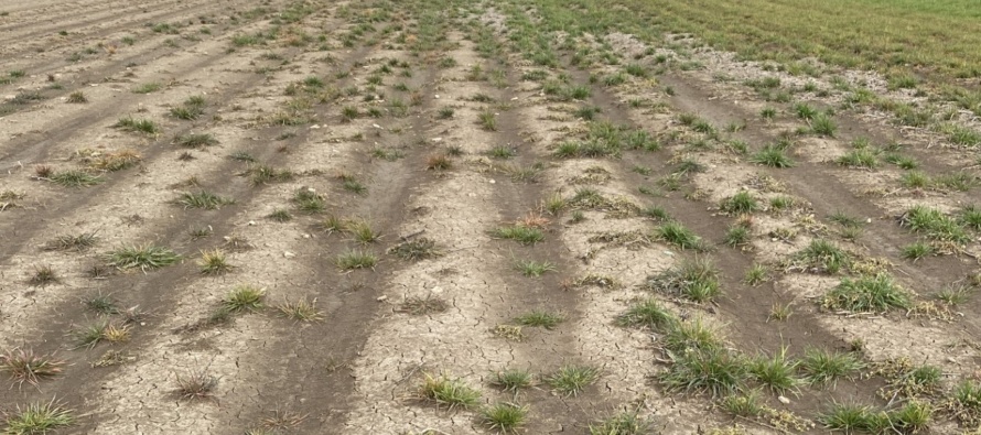Management of Italian Ryegrass in Mississippi