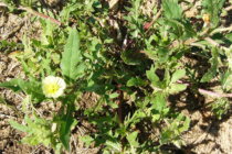 Cutleaf Evening-Primrose Identification Guide