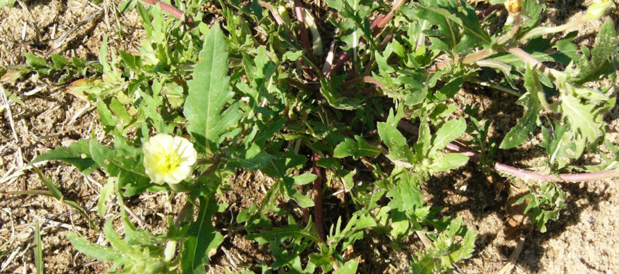 Cutleaf Evening-Primrose Identification Guide