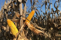 2027 MSU Short List of Suggested Corn Hybrids