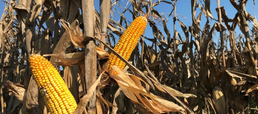2027 MSU Short List of Suggested Corn Hybrids