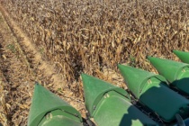 2026 Yield Results from the Corn Hybrid Demonstration Program