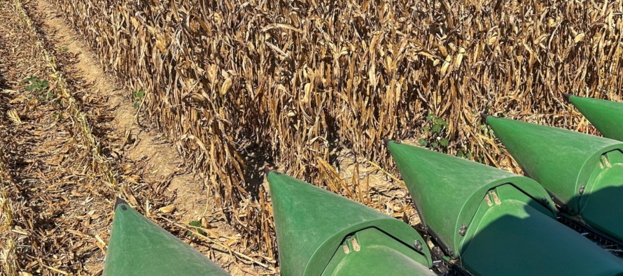 2026 Yield Results from the Corn Hybrid Demonstration Program