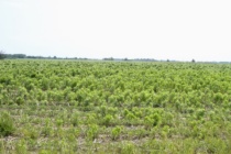 Horseweed Identification Guide