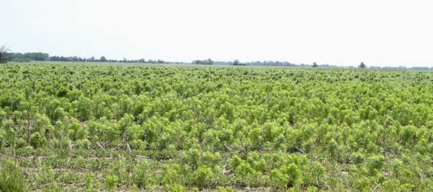 Horseweed Identification Guide