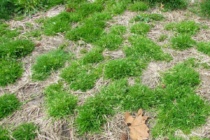 Annual Bluegrass Identification Guide