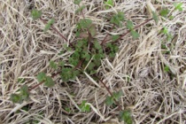 Henbit Identification Guide