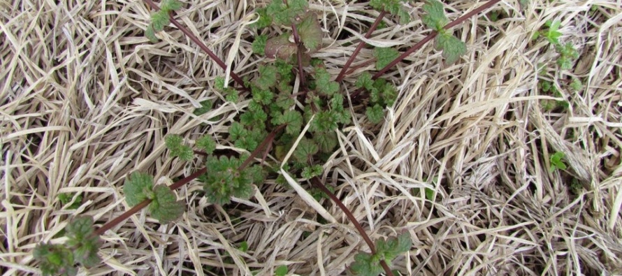 Henbit Identification Guide